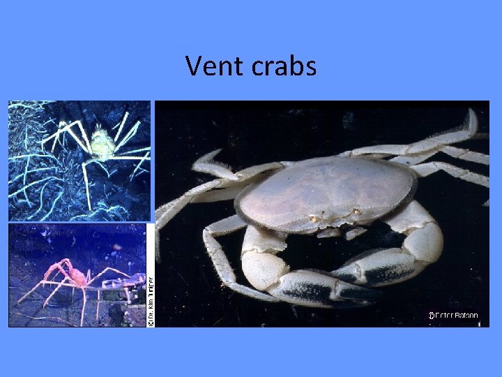 Vent crabs 