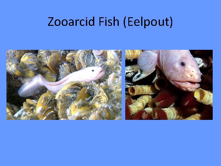 Zooarcid Fish (Eelpout) 