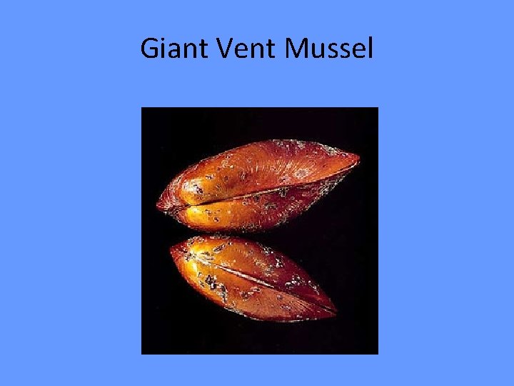 Giant Vent Mussel 