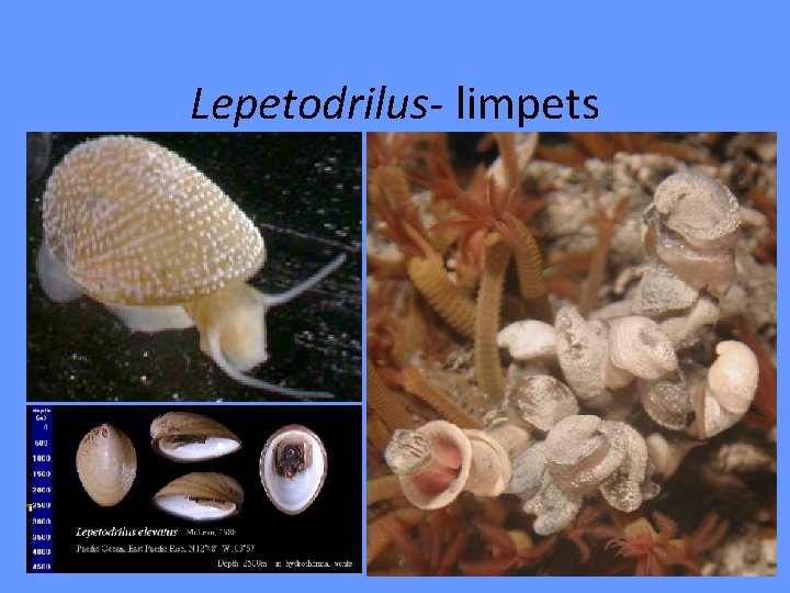 Lepetodrilus- limpets 