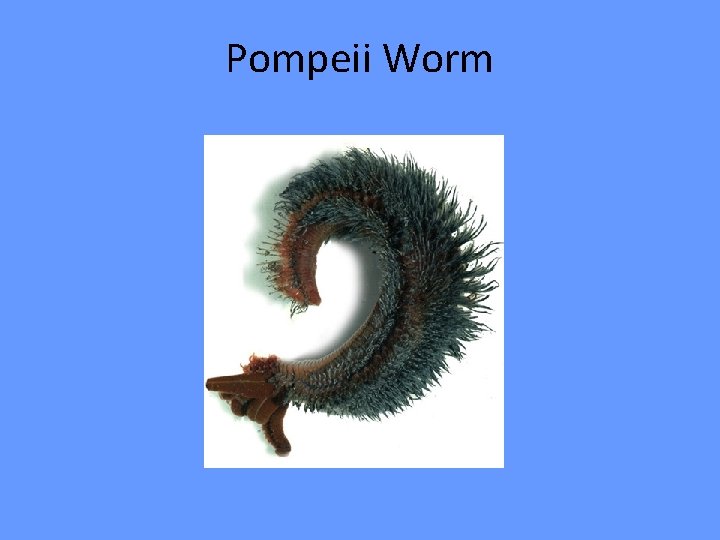 Pompeii Worm 