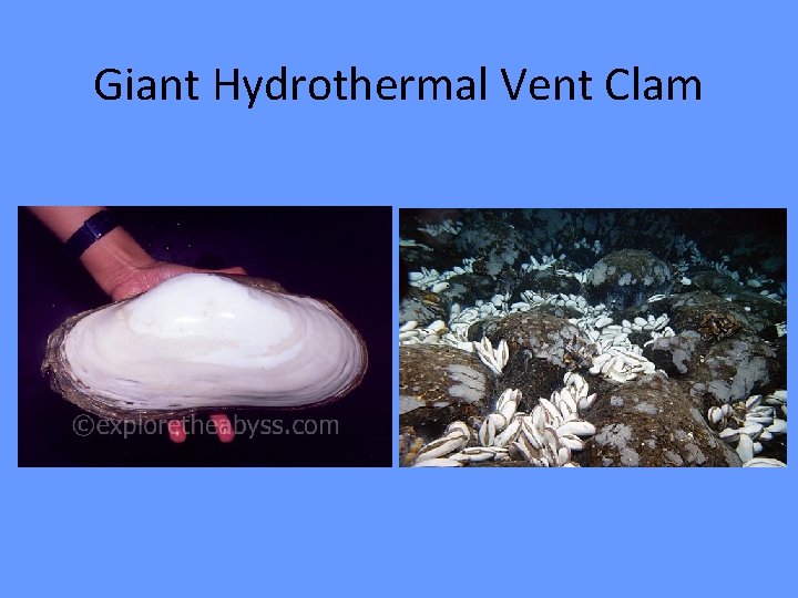Giant Hydrothermal Vent Clam 