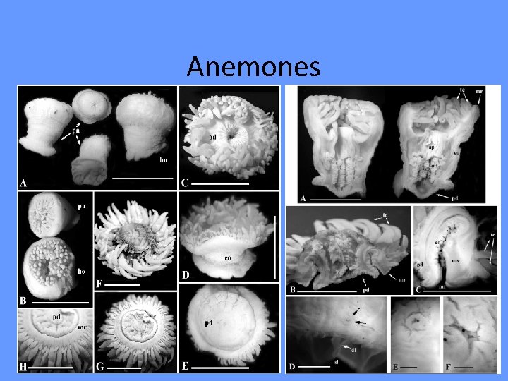 Anemones 