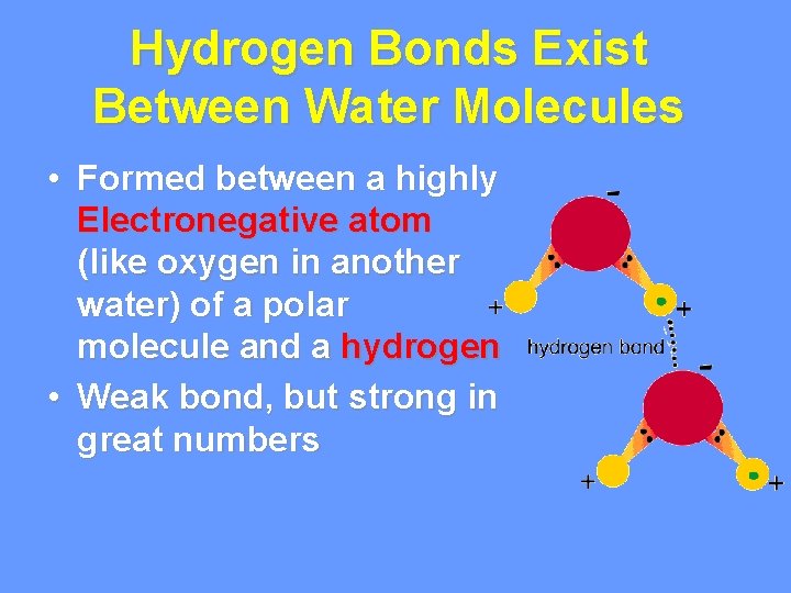 Hydrogen Bonds Exist Between Water Molecules • Formed between a highly Electronegative atom (like