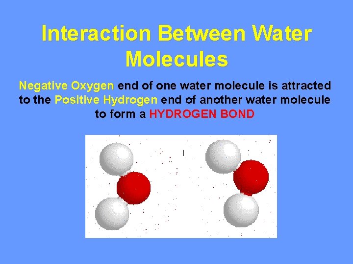 Interaction Between Water Molecules Negative Oxygen end of one water molecule is attracted to