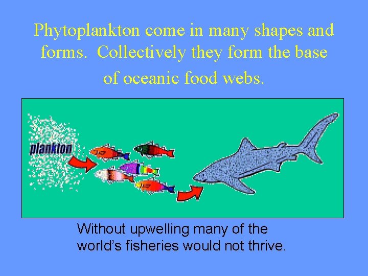 Phytoplankton come in many shapes and forms. Collectively they form the base of oceanic