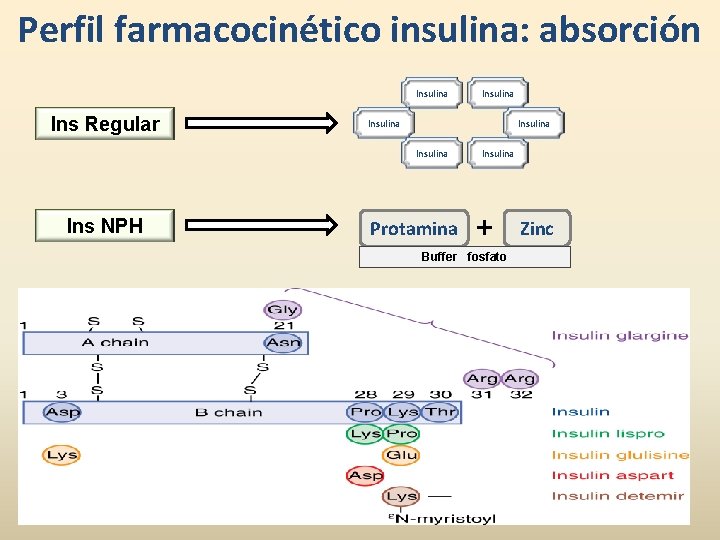 Perfil farmacocinético insulina: absorción Insulina Ins Regular Insulina Ins NPH Insulina Protamina Insulina +