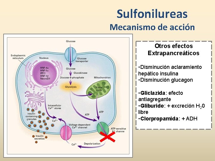 Sulfonilureas Mecanismo de acción Otros efectos Extrapancreáticos • Disminución aclaramiento hepático insulina • Disminución