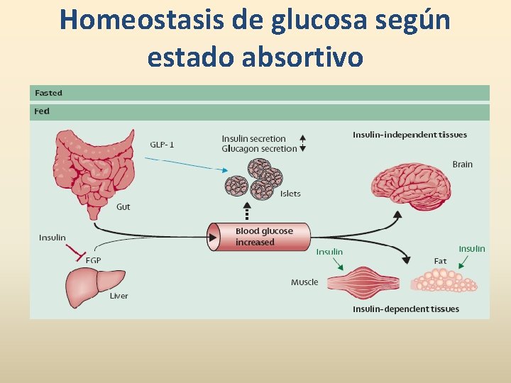 Homeostasis de glucosa según estado absortivo 