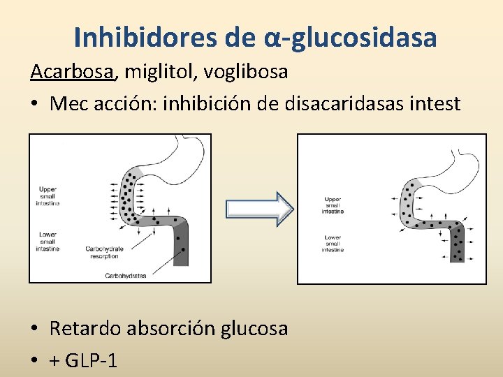 Inhibidores de α-glucosidasa Acarbosa, miglitol, voglibosa • Mec acción: inhibición de disacaridasas intest •