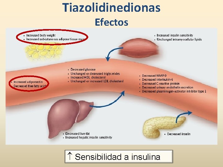 Tiazolidinedionas Efectos Sensibilidad a insulina 