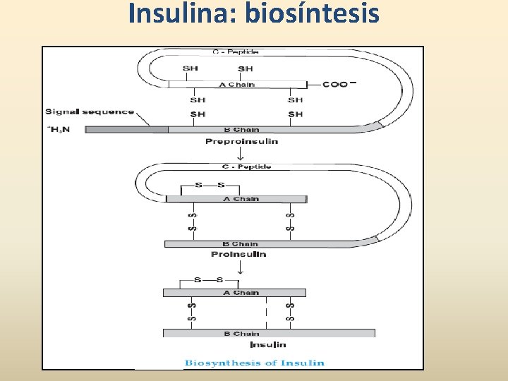 Insulina: biosíntesis 