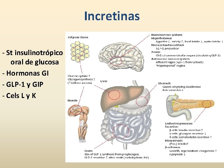Incretinas - St insulinotrópico oral de glucosa - Hormonas GI - GLP-1 y GIP