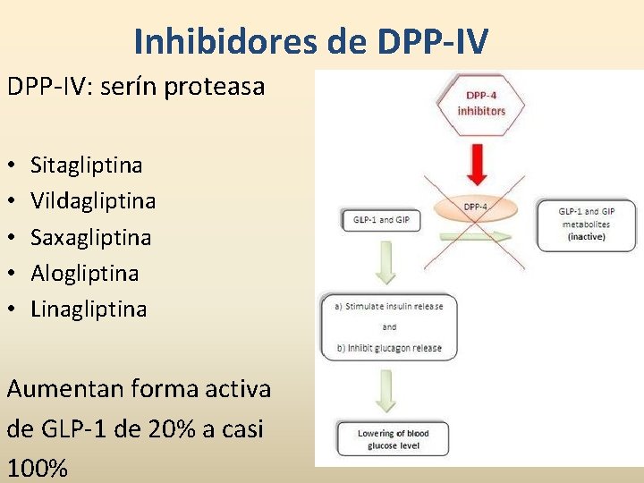 Inhibidores de DPP-IV: serín proteasa • • • Sitagliptina Vildagliptina Saxagliptina Alogliptina Linagliptina Aumentan