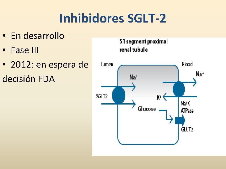 Inhibidores SGLT-2 • En desarrollo • Fase III • 2012: en espera de decisión