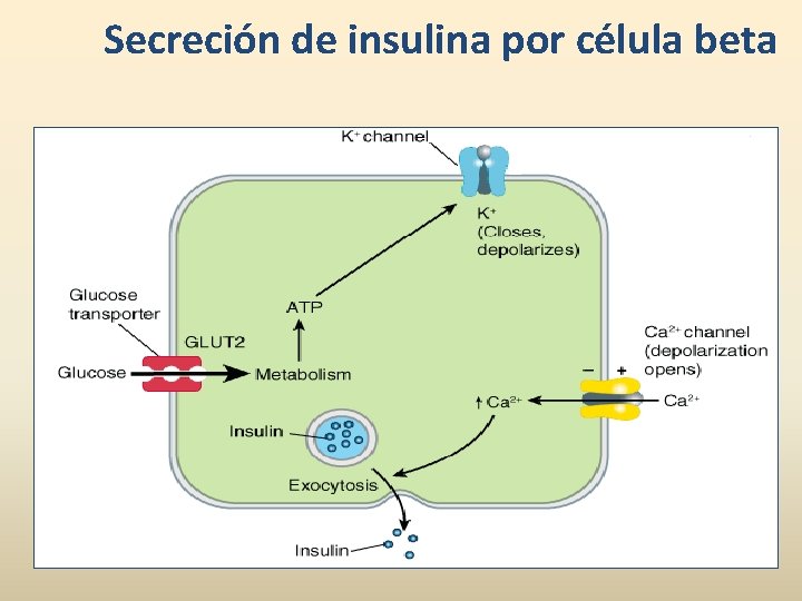 Secreción de insulina por célula beta 