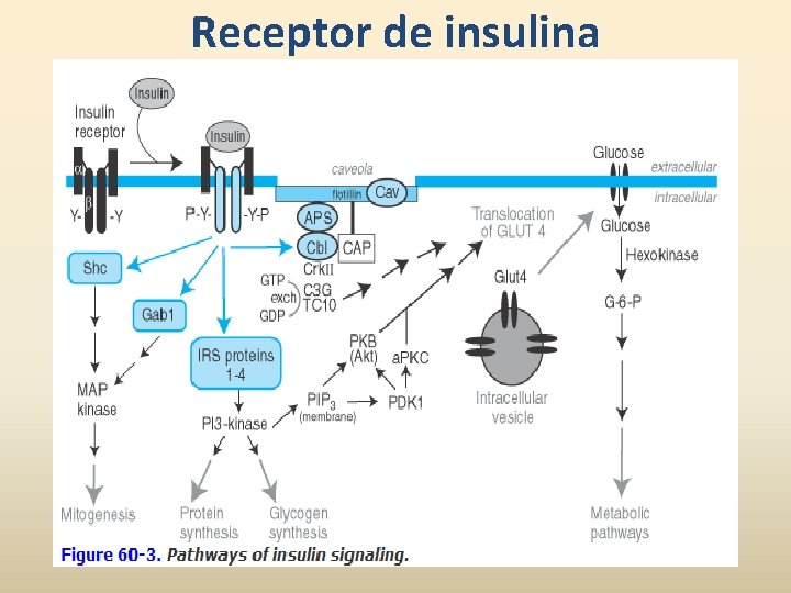 Receptor de insulina 