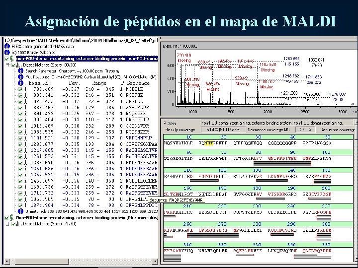 Asignación de péptidos en el mapa de MALDI 