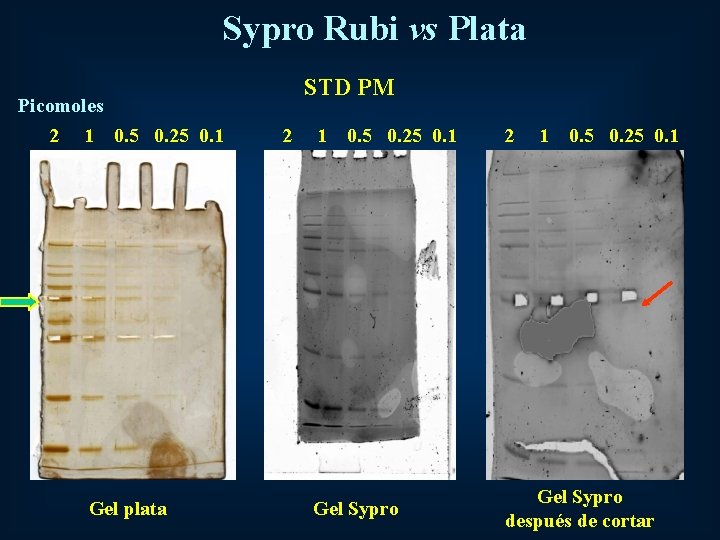 Sypro Rubi vs Plata STD PM Picomoles 2 1 0. 5 0. 25 0.