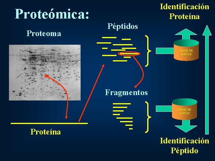 Proteómica: Proteoma Identificación Proteína Péptidos BASE DE DATOS Fragmentos BASE DE DATOS Proteína Identificación