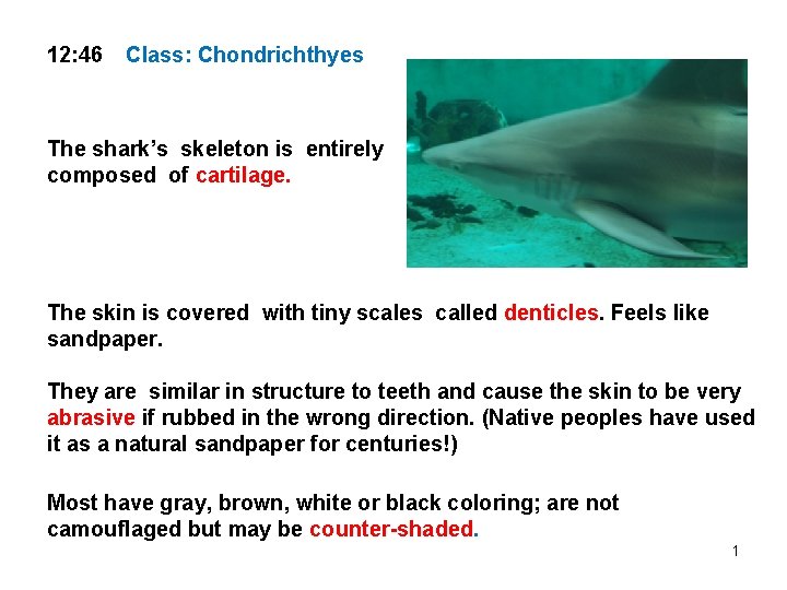 12: 46 Class: Chondrichthyes The shark’s skeleton is entirely composed of cartilage. The skin