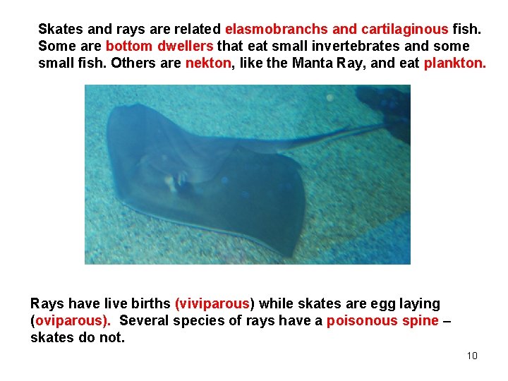 Skates and rays are related elasmobranchs and cartilaginous fish. Some are bottom dwellers that