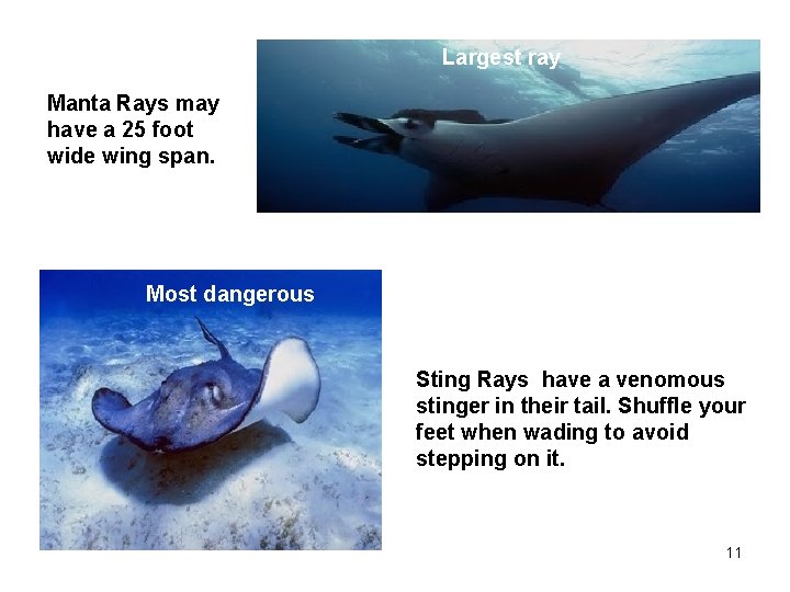 Largest ray Manta Rays may have a 25 foot wide wing span. Most dangerous