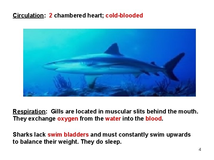 Circulation: 2 chambered heart; cold-blooded Respiration: Gills are located in muscular slits behind the