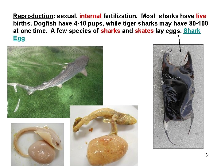 Reproduction: sexual, internal fertilization. Most sharks have live births. Dogfish have 4 -10 pups,
