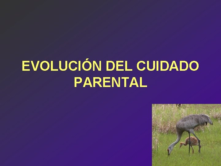 EVOLUCIÓN DEL CUIDADO PARENTAL 
