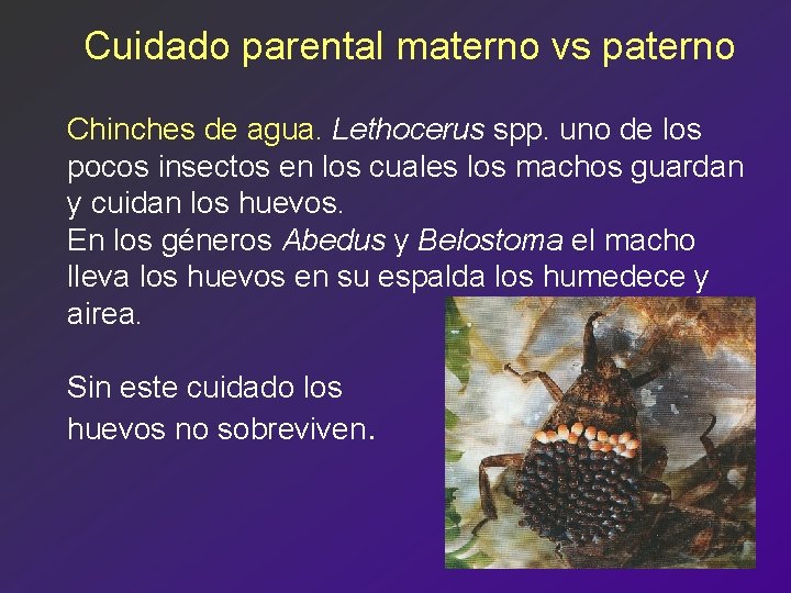 Cuidado parental materno vs paterno Chinches de agua. Lethocerus spp. uno de los pocos