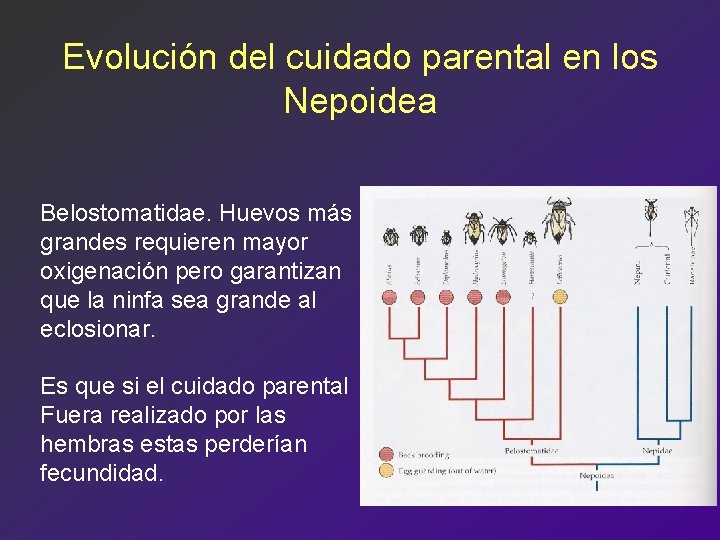 Evolución del cuidado parental en los Nepoidea Belostomatidae. Huevos más grandes requieren mayor oxigenación