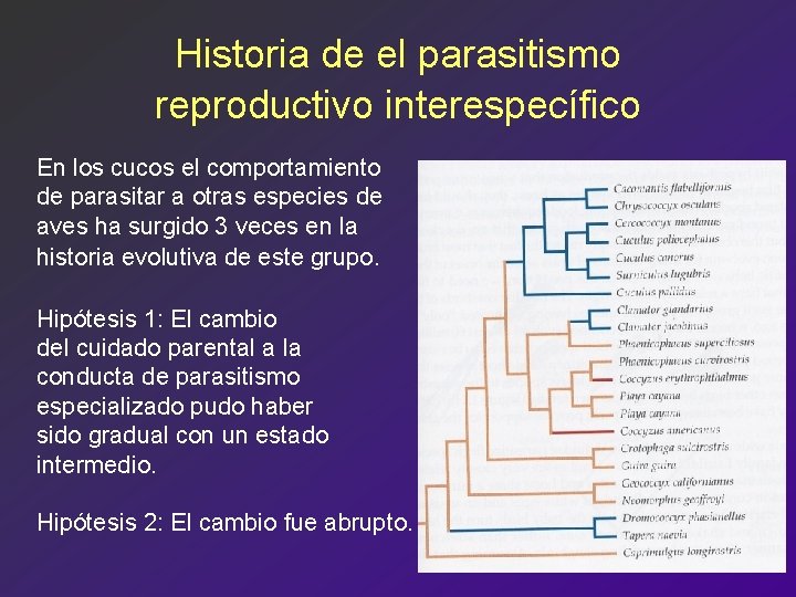 Historia de el parasitismo reproductivo interespecífico En los cucos el comportamiento de parasitar a