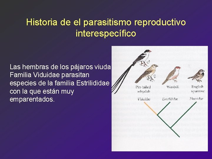 Historia de el parasitismo reproductivo interespecífico Las hembras de los pájaros viuda Familia Viduidae