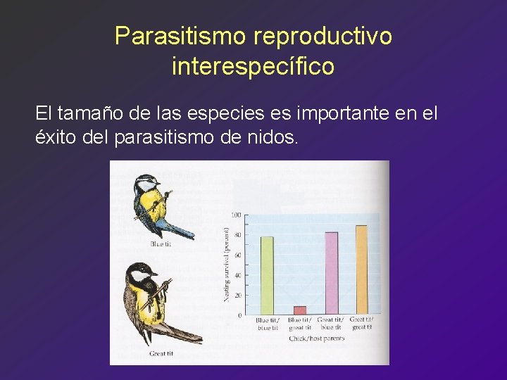 Parasitismo reproductivo interespecífico El tamaño de las especies es importante en el éxito del