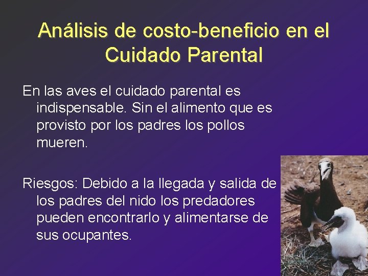 Análisis de costo-beneficio en el Cuidado Parental En las aves el cuidado parental es
