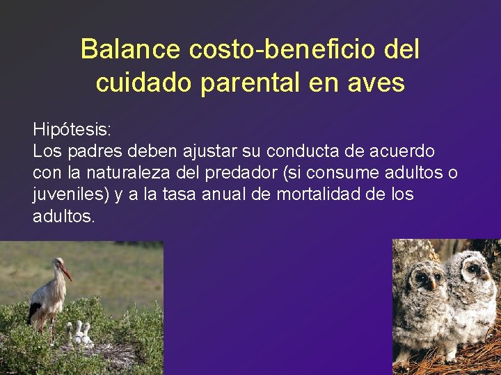 Balance costo-beneficio del cuidado parental en aves Hipótesis: Los padres deben ajustar su conducta