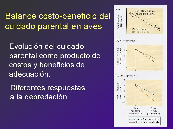 Balance costo-beneficio del cuidado parental en aves Evolución del cuidado parental como producto de