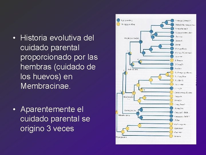  • Historia evolutiva del cuidado parental proporcionado por las hembras (cuidado de los