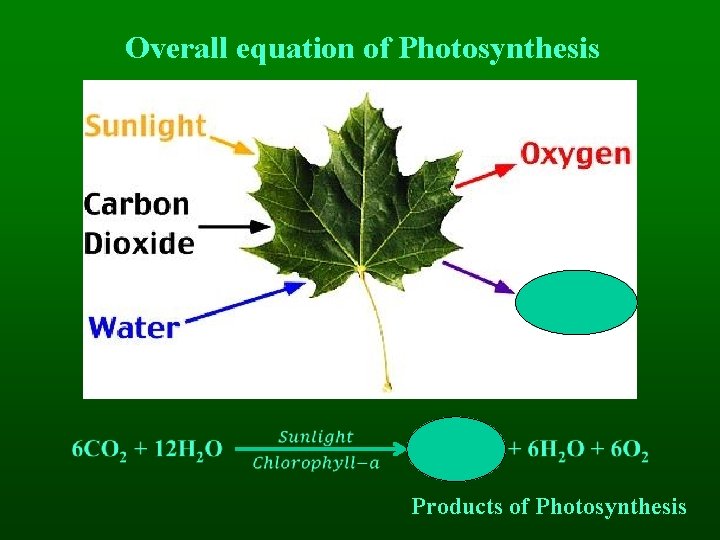 Overall equation of Photosynthesis Products of Photosynthesis 