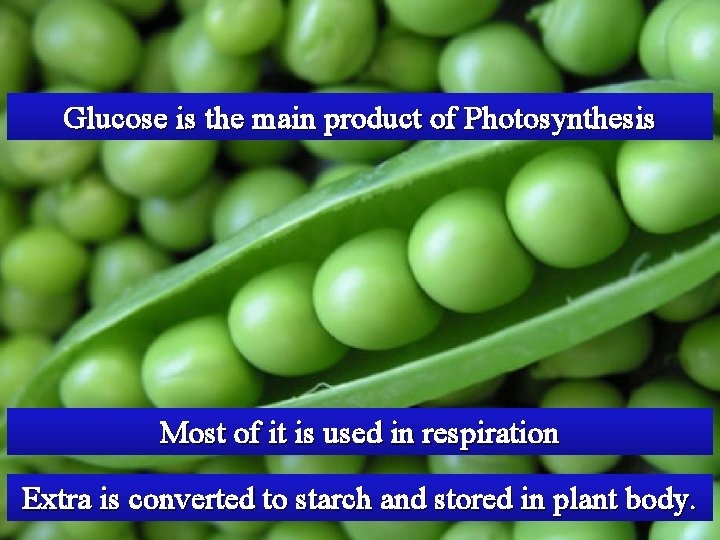 Glucose is the main product of Photosynthesis Most of it is used in respiration