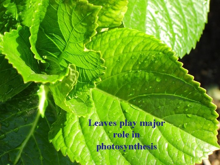 Leaves play major role in photosynthesis 