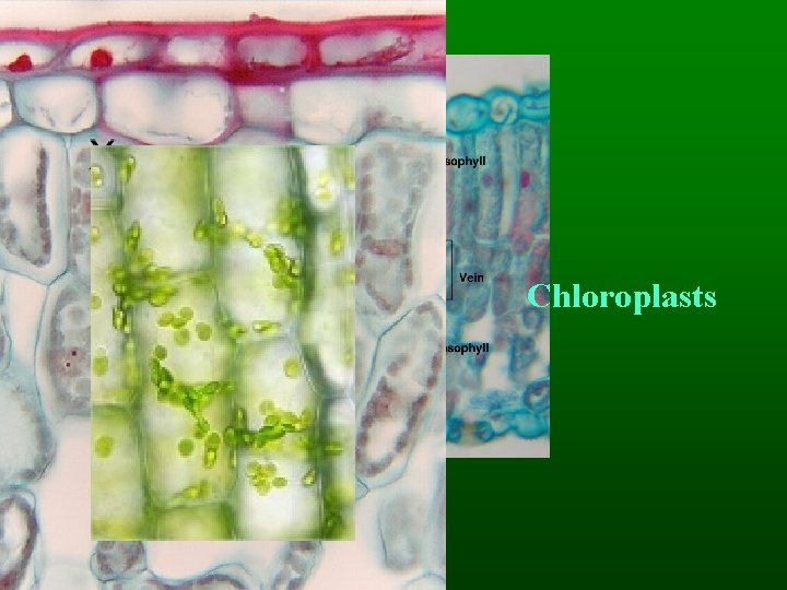 Chloroplasts 