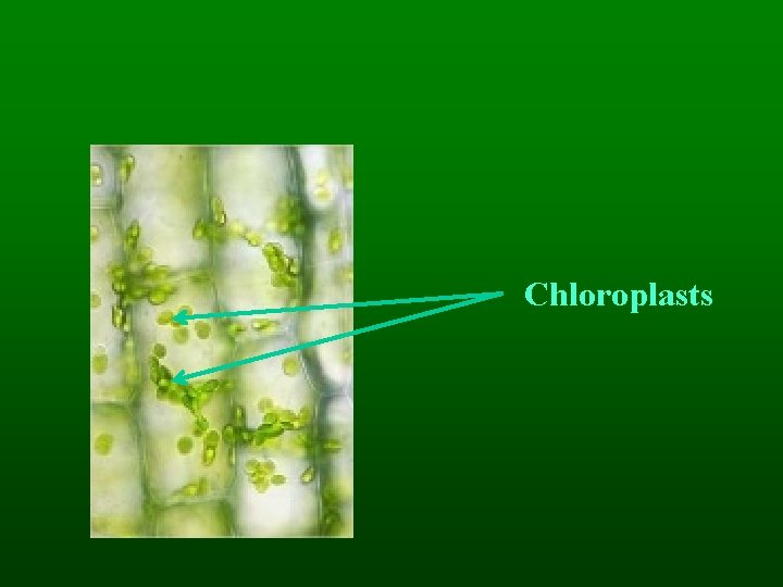 Chloroplasts 