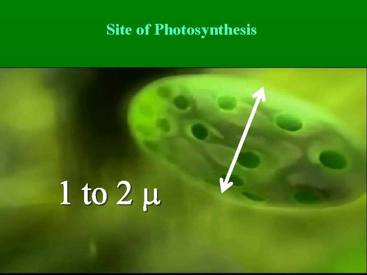 Site of Photosynthesis 1 to 2 