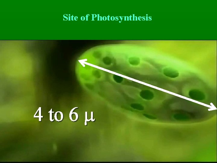 Site of Photosynthesis 4 to 6 