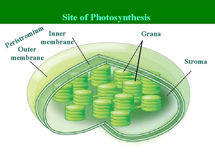 Site of Photosynthesis um Inner i om r t is membrane r e P