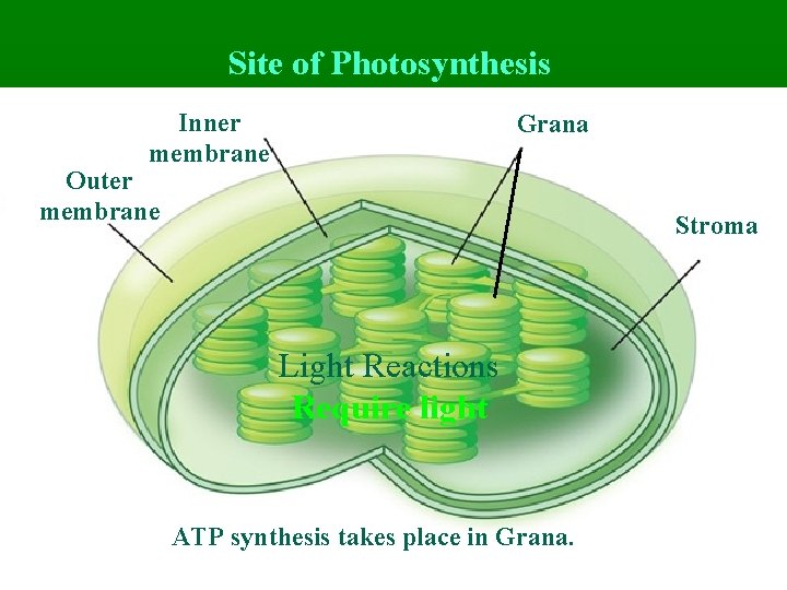 Site of Photosynthesis Inner membrane Grana Outer membrane Stroma Light Reactions Require light ATP