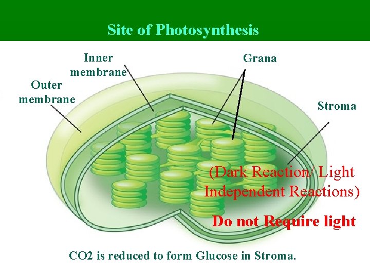 Site of Photosynthesis Inner membrane Grana Outer membrane Stroma (Dark Reaction/ Light Independent Reactions)