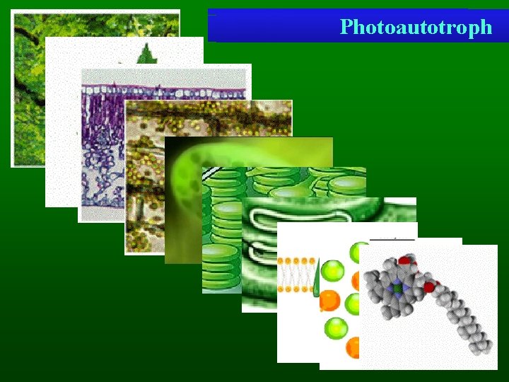 Chlorophyll a. Mesophyll - molecule Photosystem Quantasome Thylakoids Chloroplast Grana Photoautotroph Palisade A leaf